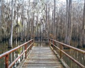 Wooden jetty in swamp with trees, Louisiana, USA — Stock Photo
