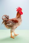 Side view of rooster on a two-color background, studio shot — Stock Photo