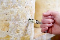 Nahaufnahme von Käsemacher Hand Entkernen Stelton, um Schimmelbildung zu überprüfen — Stockfoto
