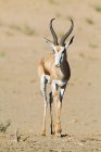 Um springbok com chifres em pé no deserto — Fotografia de Stock