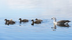 Oies des hautes terres nageant en famille dans le lac, Port Stanley, îles Malouines, Amérique du Sud — Photo de stock