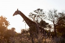 Giraffenwanderung bei Sonnenuntergang im Okavango-Delta, Botswana, Afrika — Stockfoto