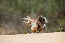 Braunes Eichhörnchen mit Erdnüssen auf sauberem Sand — Stockfoto
