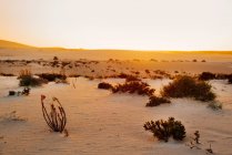 Sandlandschaft, Corralejo, Fuerteventura, Kanarische Inseln — Stockfoto