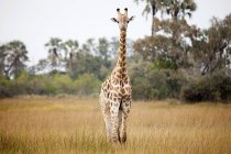 Girafe debout dans l'herbe dans le delta de l'Okavango, Botswana, Afrique — Photo de stock