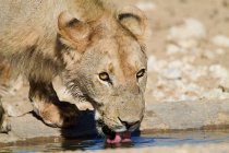 Bela leoa água potável, vista de perto — Fotografia de Stock