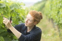 Mujer joven que trabaja en el viñedo, Baden Wurttemberg, Alemania - foto de stock