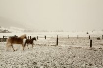 Deux chevaux courent dans le champ d'hiver, Autriche, flou de mouvement — Photo de stock