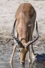 Ein Impala-Trinkwasser aus einem Teich in Kalahari, Botswana — Stockfoto