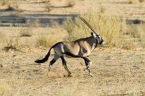 Vista de gemsbok andando no deserto — Fotografia de Stock