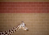 Вид сбоку головы и шеи жирафа на фоне плитки — стоковое фото
