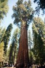 Alberi di sequoia giganti, Sequoia National Park, California, USA — Foto stock