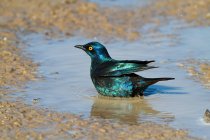 Capo lucido starling seduta in waterhole, vista da vicino — Foto stock