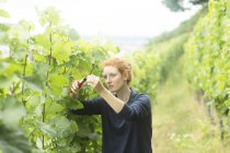 Mulher trabalhando em vinhedo, Baden Wurttemberg, Alemanha — Fotografia de Stock
