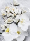 Belles fleurs blanches délicates d'orchidée en gros plan — Photo de stock