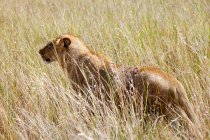 Жіночі лев Янг в Буша, Ботсвани — стокове фото