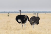 Ostriches walking on field in Savuti, Chobe National Park, Botswana — Stock Photo
