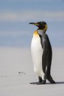 Портрет пингвина Кинга на пляже, Волунтир пойнт, Порт Стэнли, Фолклендские острова, Южная Америка — стоковое фото
