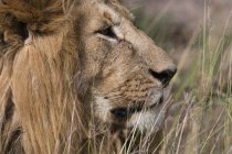 Vicino a Lion guardando altrove a Masai Mara, Kenya — Foto stock