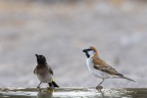 Две маленькие птицы сидят на воде в Калахари, Ботсвана — стоковое фото