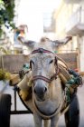 Front view of donkey pulling cart, colombia — Stock Photo