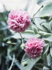 Pink carnations, close up — Stock Photo