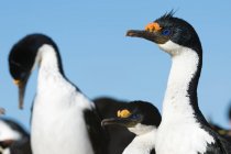 Portrait of Imperial shags, Port Stanley, Falkland Islands, South America — Stock Photo