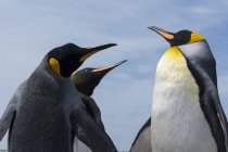 King Penguins fighting, Port Stanley, Îles Malouines, Amérique du Sud — Photo de stock