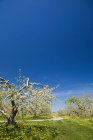 Яблуні в саду навесні з ясним блакитним небом — стокове фото