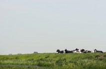 Kühe auf dem Feld, Kruisdijk, Zeeland, Niederlande, Europa — Stockfoto