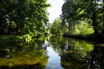 Hermoso paisaje con árboles verdes reflejados en el lago tranquilo - foto de stock