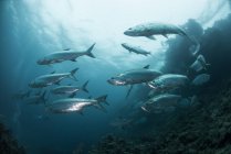 Schwärme von Tarpon-Fischen am Riff, xcalak, quintana roo, Mexiko, Nordamerika — Stockfoto