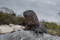 Iguana marina sulla roccia costiera, Punta Suarez, Isola di Espanola, Isole Galapagos, Ecuador — Foto stock