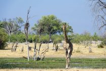 Eine südliche Giraffe, Giraffa camelopardalis, beim Wandern im Okavango-Delta — Stockfoto