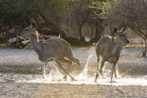 Dois kudus feminino maior correndo no poço d 'água ao nascer do sol no Botswana — Fotografia de Stock