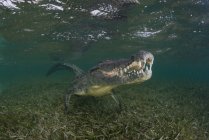 Krokodil auf dem Meeresboden, xcalak, quintana roo, Mexiko, Nordamerika — Stockfoto