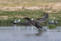 White-necked cormorant starting flight above water of lake gipe — Stock Photo