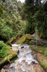 Rivière de montagne au Népal avec de belles pierres et la forêt autour — Photo de stock