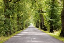 Зеленый древесный проспект с асфальтовой дорогой в Польше — стоковое фото