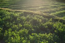 Campo con fogliame verde — Foto stock