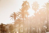 Vista panoramica con palme, Sitges, Catalogna, Spagna — Foto stock