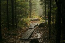 Шлях через ліс, синій гірського озера, Нью-Йорк, США — стокове фото