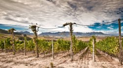 Vue panoramique de la vigne dans le vignoble — Photo de stock