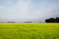 Vista do campo de trigo verde e céu com nuvens — Fotografia de Stock