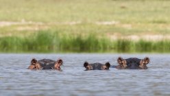 Hipopótamos nadando en el lago Gipe, Tsavo, Kenia - foto de stock