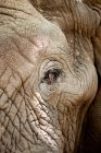 Occhio di elefante africano dettaglio con ciglia, vista da vicino — Foto stock