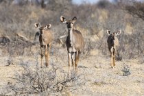 Tre femmine Greater kudus nel deserto del Kalahari, Botswana — Foto stock