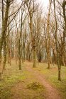Путь через деревья в лесу осенью, Англия — стоковое фото