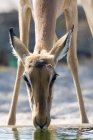 Primo piano dell'acqua potabile Impala a Kalahari, Botswana — Foto stock