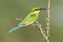 Close-up view of beautiful swallow tailed bee eater perching on branch — Stock Photo